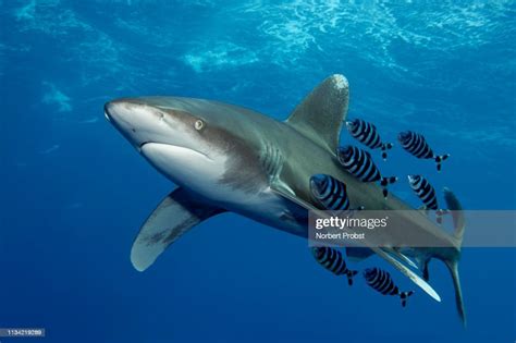 Oceanic Whitetip Shark Swims Under Sea Surface In The Open Sea Red Sea