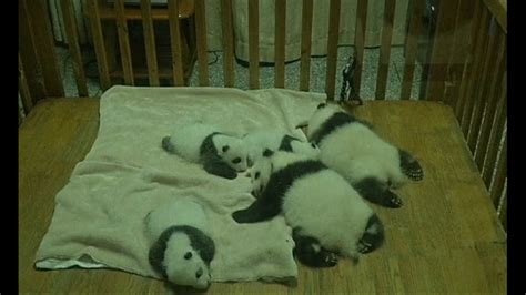 Twin Panda Cubs Grow Up In The Public Eye