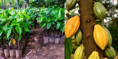 Growing Cocoa Plant At Home A Quick Guide