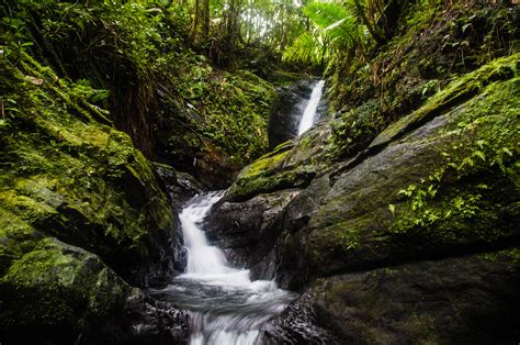 El Yunque Rainforest Puerto Ricos Mosquito Free