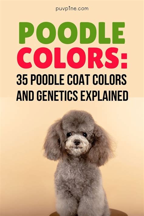 How Many Poodle Colors Are There These Doggies Come In All Sorts Of