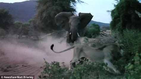 Elephant Charges At Lion And Sends It Fleeing In Kenya Daily Mail Online