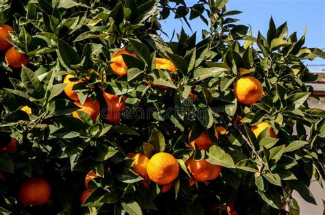 Ripe Mandarin Orange Growing On Branch In Orchard Ready For Harvest