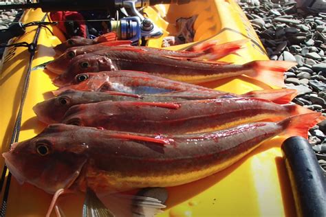 How To Rig Up For Catching Gurnard Nz Fishing World