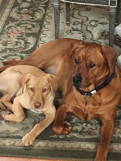 Hannah & drake litter 11/4/19. Red Golden Retriever Puppies Oklahoma - Animal Friends