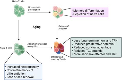 Frontiers T Cell Aging And Alzheimers Disease