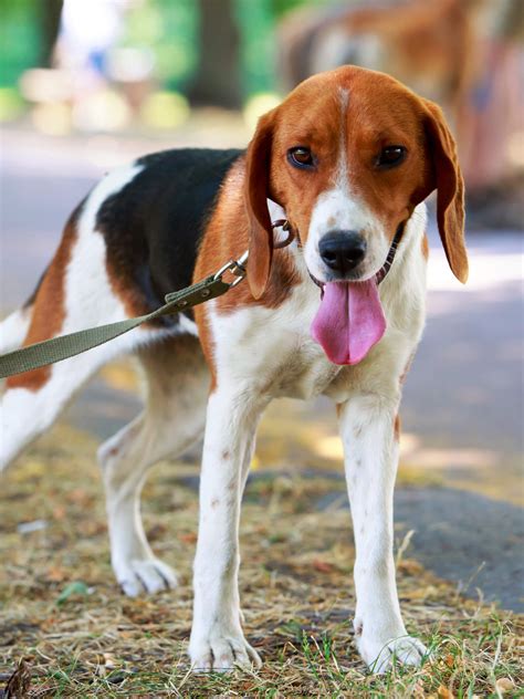 American Foxhound - Training Course on American Foxhounds