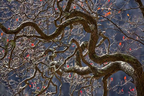 Branching Out Photograph By Steve White Fine Art America