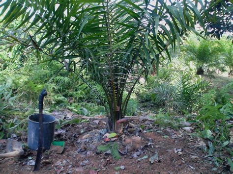 * november ffb production 116,032 m.tonnes, crude palm oil 36,783 m. My Sarawak (2nd Ed.): Integrated Oil Palm Farming in Bintulu