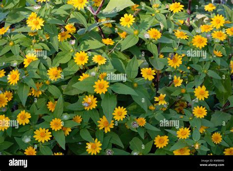 Sunchoke Sunroot Flower Hi Res Stock Photography And Images Alamy