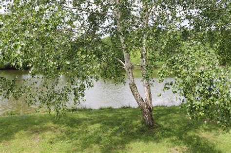 Birch Trees Grow On The Shore Of A Picturesque Lake Stock Photo Image