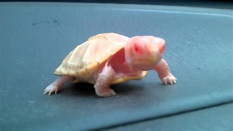 My New Hatchling Albino Eastern Box Turtle Youtube
