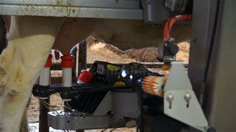 Automatic Milking Machine Completes Milking Stock Footage Video Of