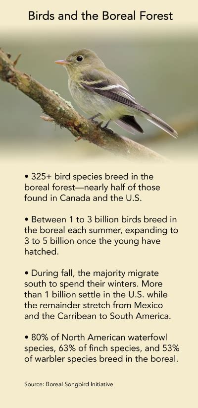 Boreal Birds Need Half Campaign Launch Boreal Songbird Initiative