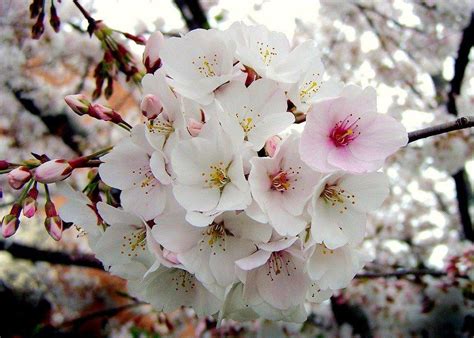 Sakura Rosa A Cerejeira Japonesa Dancruz Plantas Dancruz Plantas