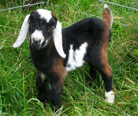 2005 Mini Nubian Goat Kids