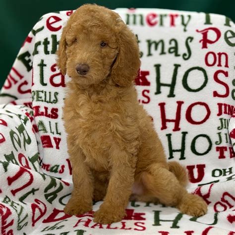 Goldendoodles are designer dogs, a hybrid resulting from breeding two purebred dogs. F1B STANDARD GOLDENDOODLE | FEMALE | ID:8683-JM - Central ...