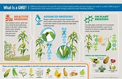 GM crops and how long does it take to produse the dna to fuse with the ...