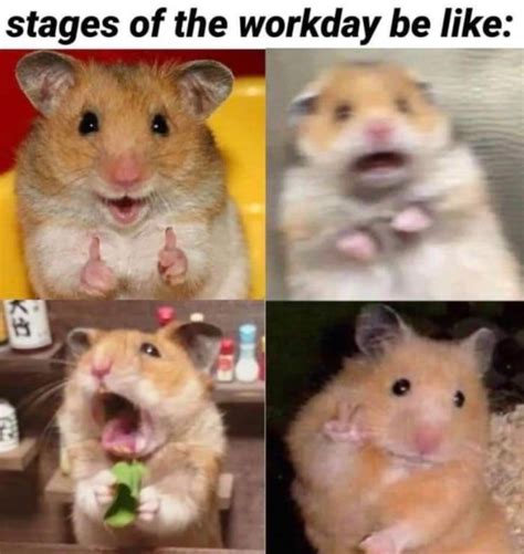 29 Of The Cutest Hamster Memes We Could Find Funny Hamsters Cute