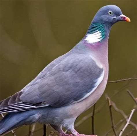 Common Wood Pigeon Birds Of India Bird World