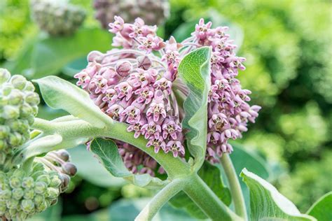When to start milkweed seeds? How to Grow and Care for Common Milkweed Plant