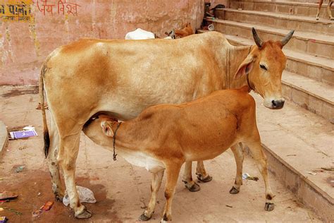 Cow Feeding Her Calf Varanasi India Photograph By Ali Kabas Pixels