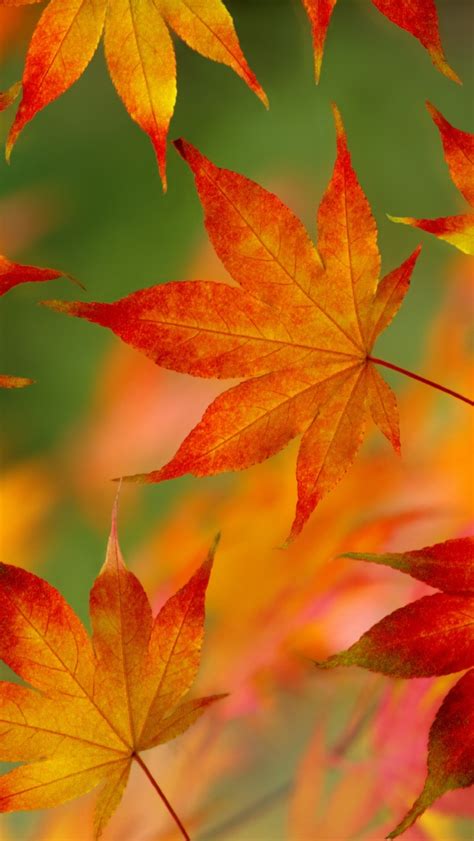 🔥 50 Iphone 6 Autumn Wallpaper Wallpapersafari