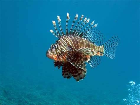 Unbelievably Fascinating Facts About Lionfish Animal Sake