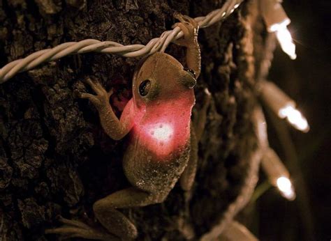 This Frog Swallowed A Christmas Light Roddlysatisfying