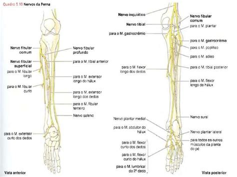 Femoral Nerve Origin Root Value Branches And Structures Innervated