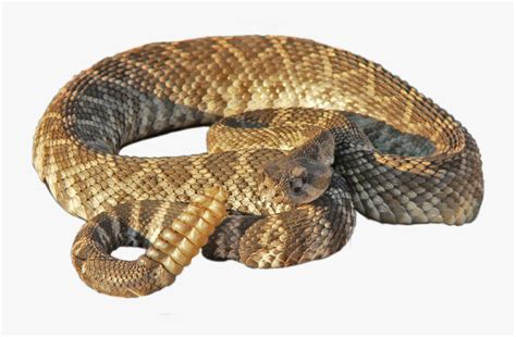 Rattlesnake Png Rattle Snake No Background Transparent Png Kindpng