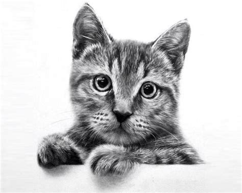 Ilustración Realista De Gato Simplemente Hermosa Realistic Cat