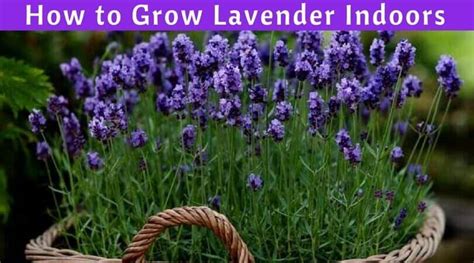 Lavender Plant Indoors