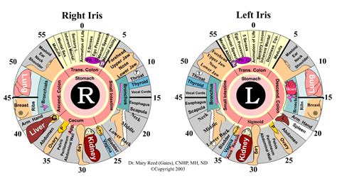 What Is Iridology Diagnosis Chart Iriscope Iridology Camera