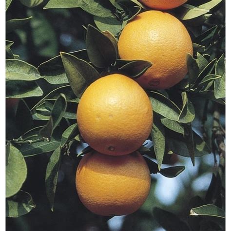 Citrus Sinensis Tree L4419candm In The Fruit Plants Department At