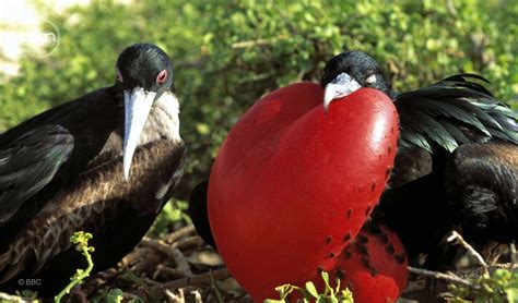 Male Greater Frigate Birds Will Puff Out Their Red Chests In Order To