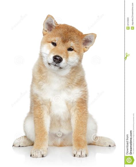 Maybe you would like to learn more about one of these? Puppy Portrait On White Background Stock Image - Image of little, shiba: 22123903
