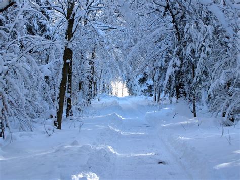 Free Images Landscape Tree Trail Frost Walk Weather Snowy