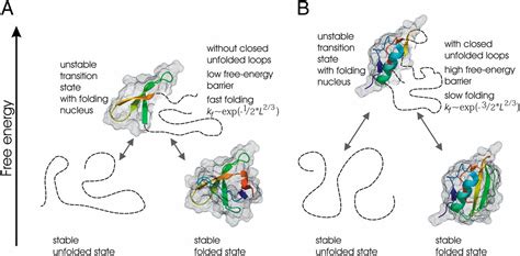 Golden Triangle For Folding Rates Of Globular Proteins Pnas