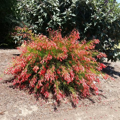 Russelia Equisetiformis Firecracker Plant Mid Valley Trees
