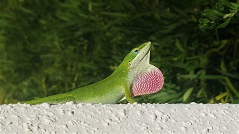 The Tenacious Green Anole Critter Science