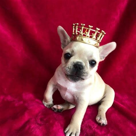 Dogs Crown Royal Dog Crown Several Sizes Gold Silver Etsy Pet Photo