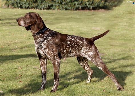 It has a round skull with a long squarish muzzle, a pair of dark eyes mostly brown in color, soft, long, and drooping ears, a powerful body, medium sized legs, and a pointy tail. meaning, White, Brown, German Shorthaired Pointer - Dogs ...