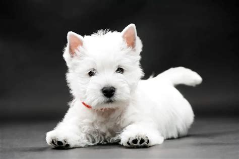 Westie Haircut Styles Guide Everything You Need To Know