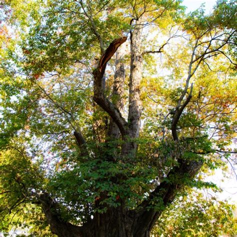 Owensboros Sassafras Tree Visit Owensboro Ky