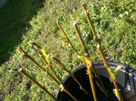 12 Apple Tree Cuttings Organic Plant Grafting Or Rooting Etsy