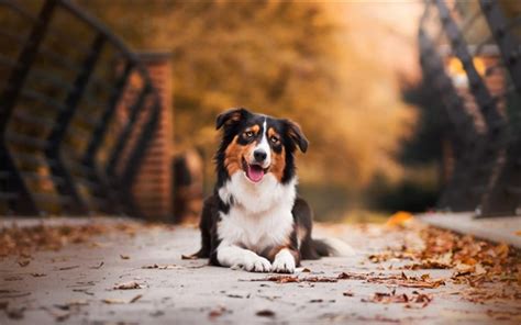 Wallpaper Cute Dog Sit On The Ground Leaves Autumn 1920x1200 Hd