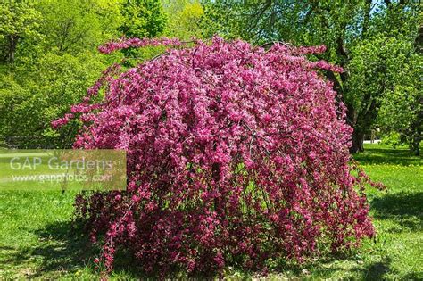 Malus Royal Beauty Stock Photo By Perry Mastrovito Image 1269759