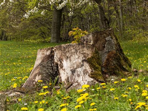 Tree Stump Forest Dandelion Free Photo On Pixabay