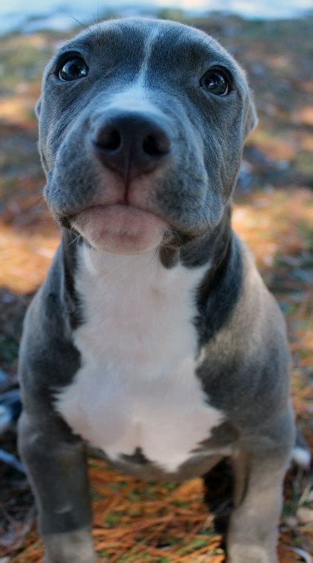 Unlike a pitbull, the xl bully lacks the aggressive drive. Blue Pitbull Puppies For Sale | Blue Nose Pitbull Breeders ...